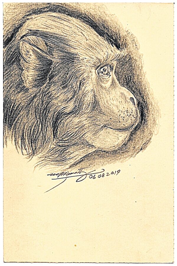 Fountain Pen Art Drawing - Bunder - Monkey